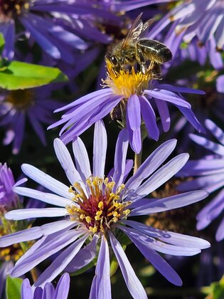 Perfect plants for autumn interest