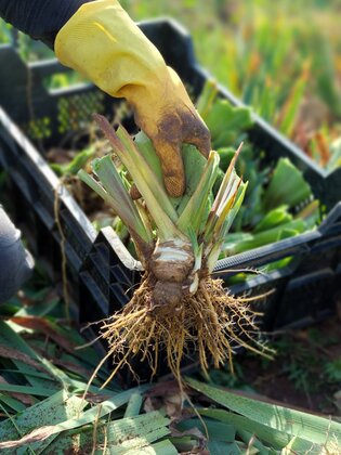 Autumn is an ideal time to plant perennials